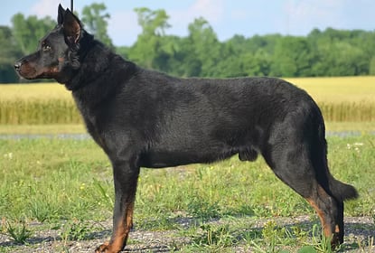ChIE GCHB CH Jeremiah Beowolf des Monts du Lac