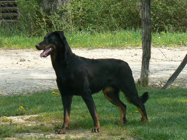 Aska des Assiers