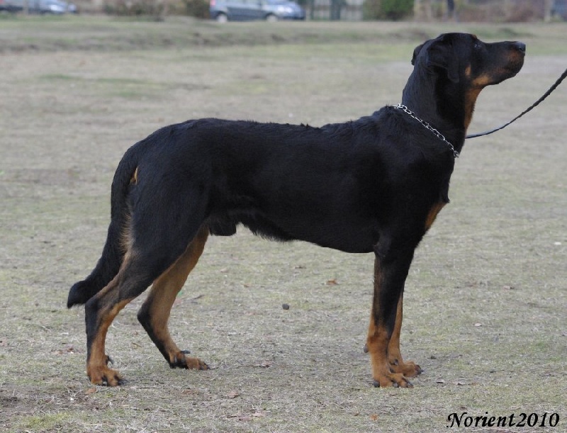 ChIE ChBE ChLU Euphe-Detortue du Mont des Croisettes CI CSAU NHAT NHATO