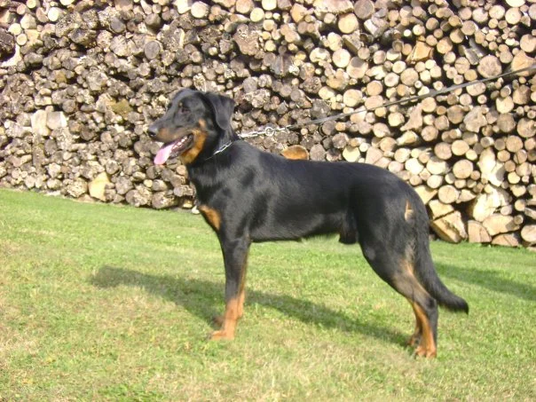 ChIE ChCH Diaz des Vaux Rouges CSAU