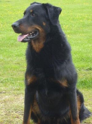 Apache des Gardiens du Drakkar