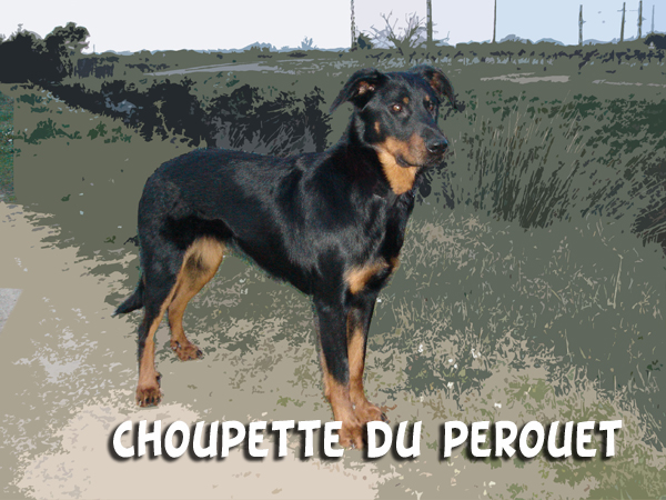 Choupette du Perouet