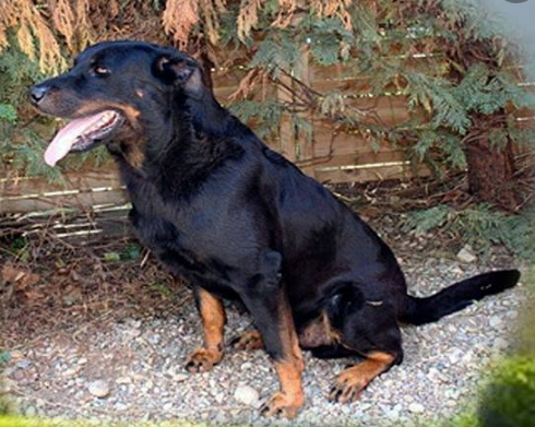Furtif des Alexines