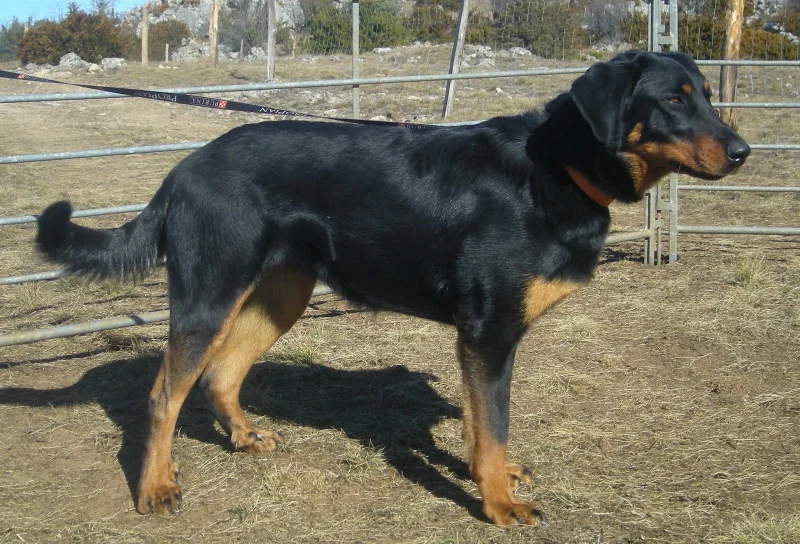 Fiona des Fideles Gardiens CSAU NHAT NHATO