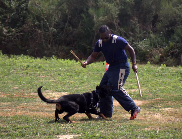 Fripouille des Quatre Griffes Noires CSAU Ring 1