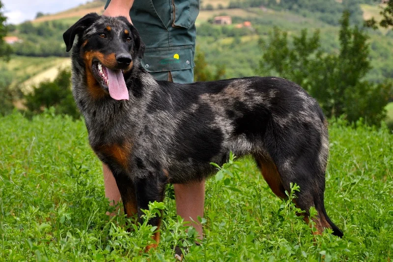 Gypsy des Gardiens Kim Just CSAU NHAT NHATO