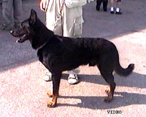 Jun.Ch.SR Apache de l'Amouraudiere