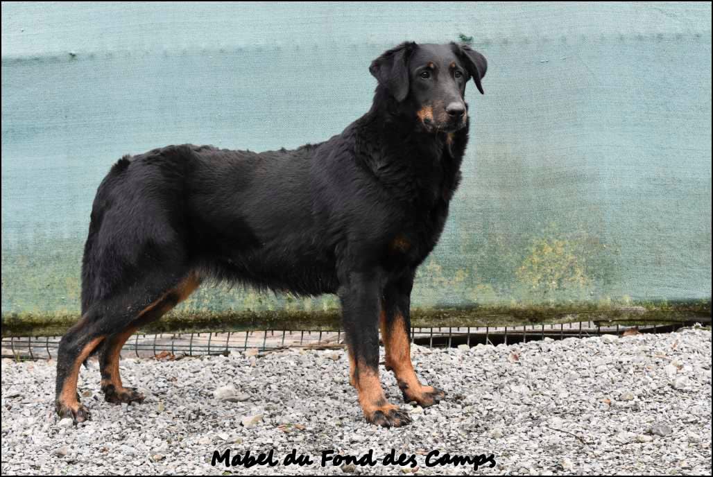 Mabel du Fond des Camps