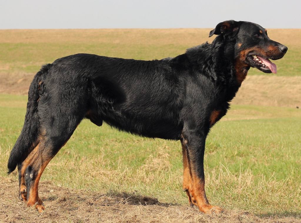 ChFV ChBE ChNL W14 BDSSG15 CIB ChDE-VDH Morse l'Ami de la Campagne CANT