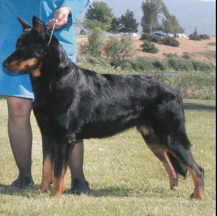 GCH CH Desdemona du Chateau Rocher