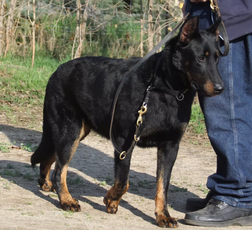 Foxxy Noire du Chateau Rocher