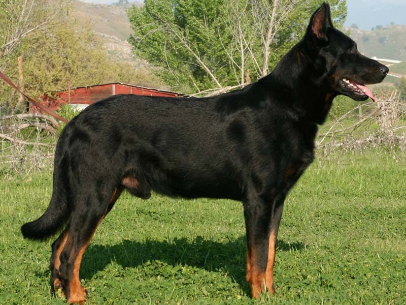UKC GCH, AKC/ARBA/IABCARarities CH, WW 2007, CH of AM Arco du Chateau Rocher PT, TT