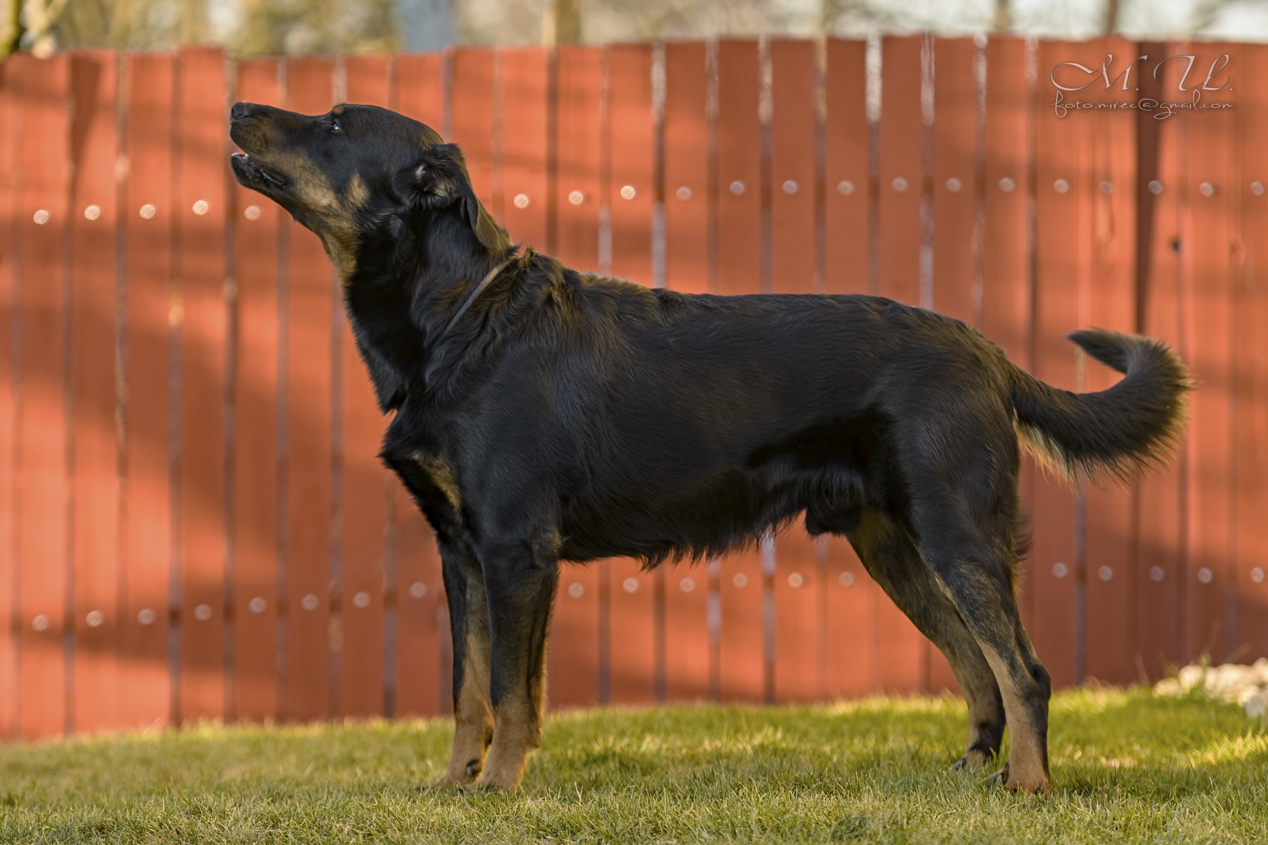 ChSK-J ChCZ-J ChSK GChSK GPSW16 JVW Astherix Canis Mayrau