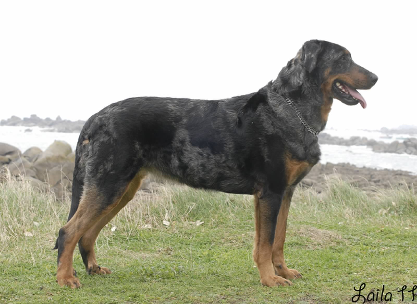 ChJČR Desire Warrior Soul CSAU ZOP ZVV1
