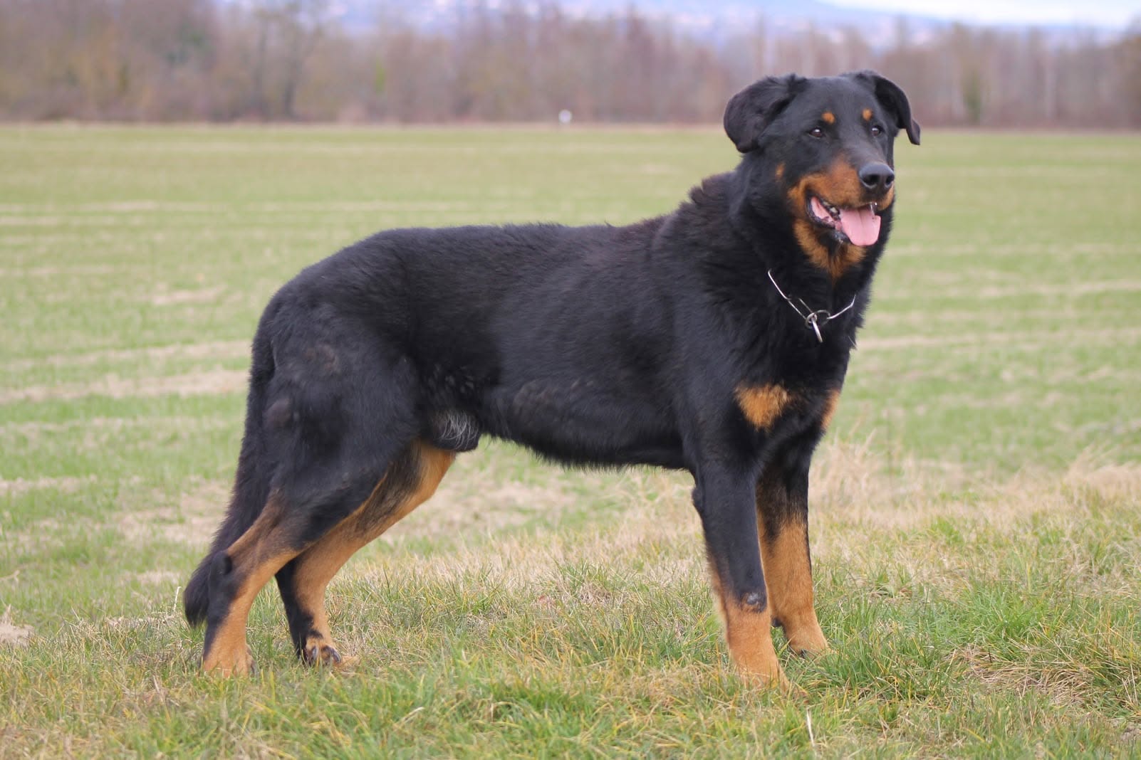Irko du Murier de Sordeille CSA/V CSAU CSD/V CSE/V CSP/V CSS/V NHAT NHATO Ring3