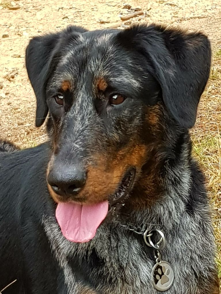 Lady Blue du Jardin d'Elisee CSAU NHAT NHATO