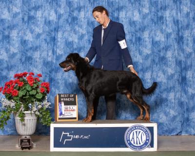 CH Saiko de la Bergerie d’Elan CGC TKN ATT VHMA