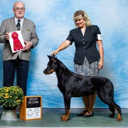GCH CH N'vy des Gardiens d'Apollinaire CGCA CGCU VHMA