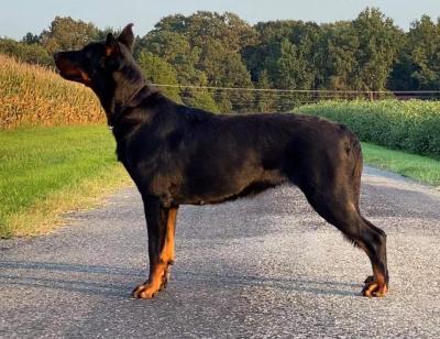 GCH CH Onassis des Monts du Lac