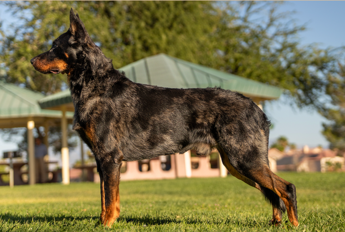 GCH CH CT Tokai du Joie De Vie CD RE BCAT RATO CGC TKN