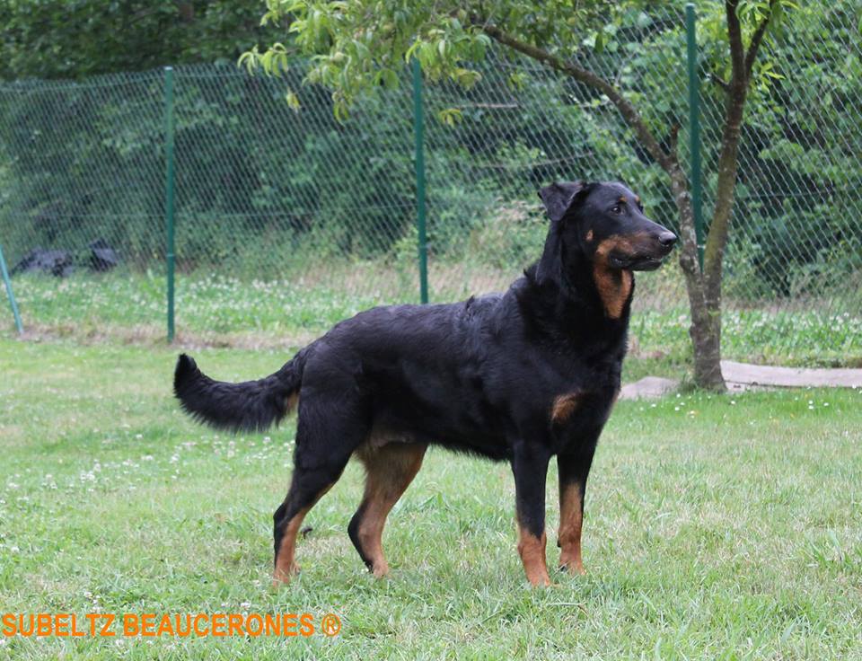 ChFCS ChES Ana de Subeltz Beaucerones