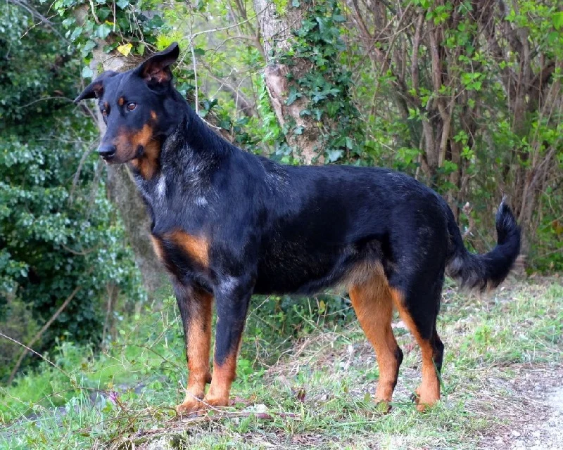 Isidore Bleu des Templiers de Montfort